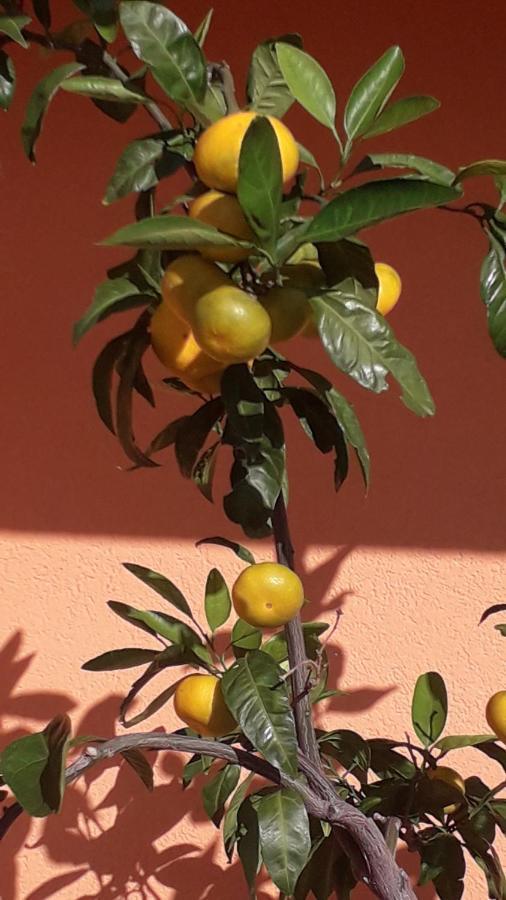 Apartman Lena Umago Esterno foto